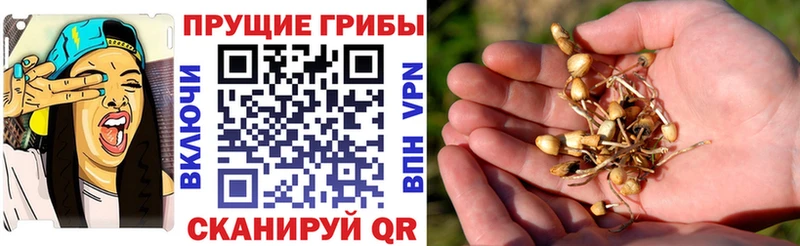 гидра зеркало  Бирюч  Галлюциногенные грибы мухоморы 